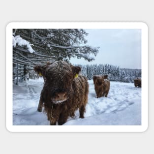 Scottish Highland Cattle Calves 1885 Sticker